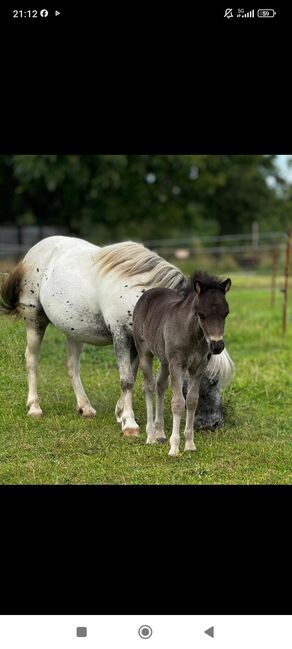 Dt Partbred Shetlandpony, Rappe, Shetty, pony, Maishi, Konie na sprzedaż, REHNA , Image 4