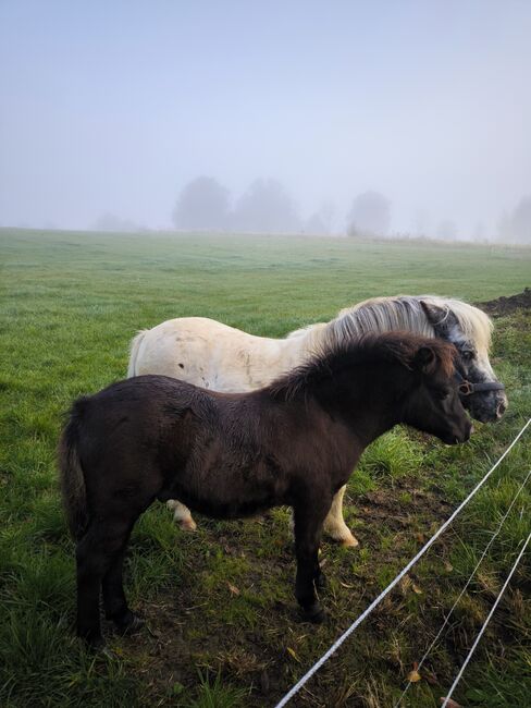 Dt Partbred Shetlandpony, Rappe, Shetty, pony, Maishi, Konie na sprzedaż, REHNA , Image 9