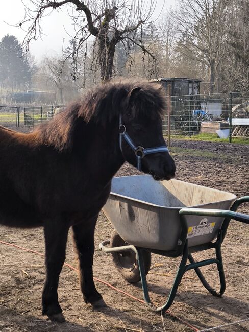 Dt Partbred Shetlandpony, Rappe, Shetty, pony, Maishi, Konie na sprzedaż, REHNA , Image 7