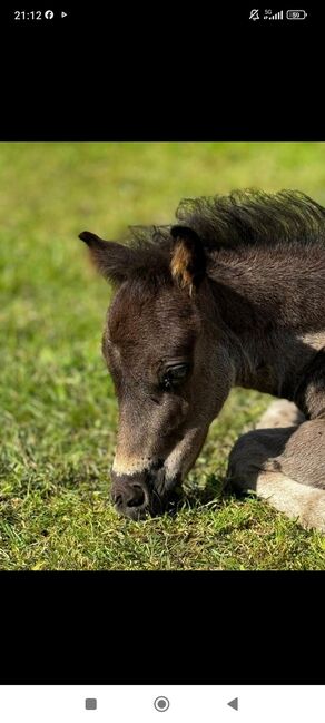 Dt Partbred Shetlandpony, Rappe, Shetty, pony, Maishi, Konie na sprzedaż, REHNA 