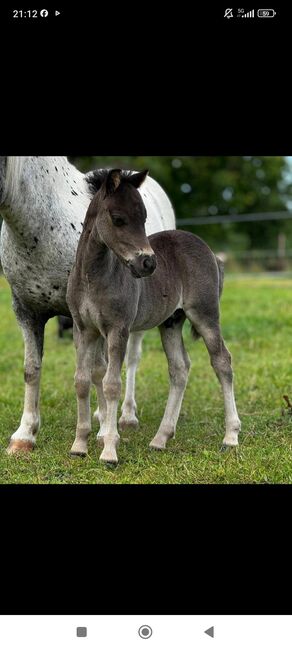 Dt Partbred Shetlandpony, Rappe, Shetty, pony, Maishi, Konie na sprzedaż, REHNA , Image 5