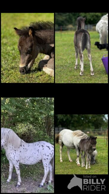 Dt Partbred Shetlandpony, Rappe, Shetty, pony, Maishi, Konie na sprzedaż, REHNA , Image 12