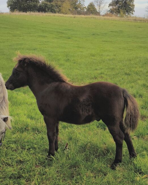 Dt Partbred Shetlandpony, Rappe, Shetty, pony, Maishi, Konie na sprzedaż, REHNA , Image 10