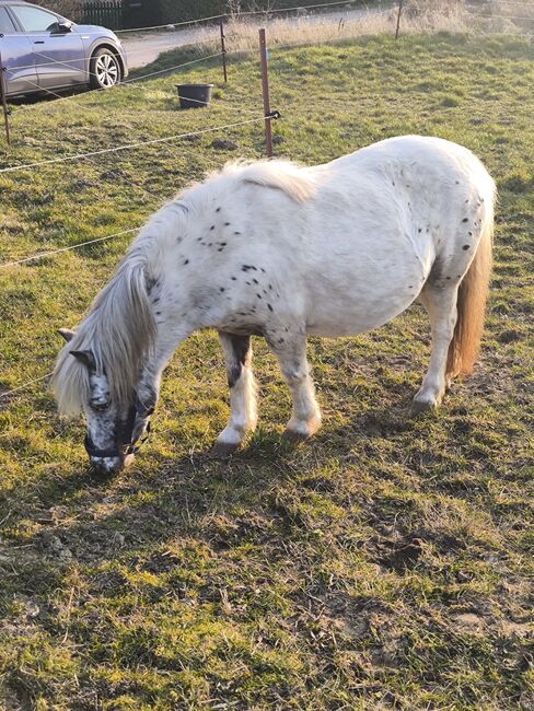 Dt Partbred Shetlandpony, Rappe, Shetty, pony, Maishi, Konie na sprzedaż, REHNA , Image 6