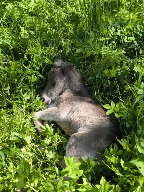 Dt.Partbred Shetlandpony/Shetty HF , Silber- Tigerschecke m.P., Nicole Prignitz , Pferd kaufen, Groß Molzahn , Abbildung 5