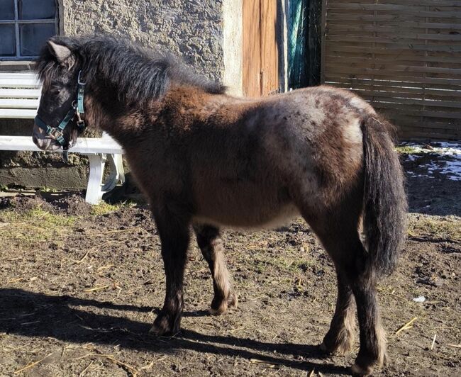 Dt Partbred Shetlandpony, Tiger Stuten, Maishi, Pferd kaufen, REHNA , Abbildung 3