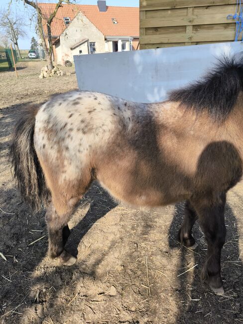 Dt Partbred Shetlandpony, Tiger Stuten, Maishi, Pferd kaufen, REHNA , Abbildung 4