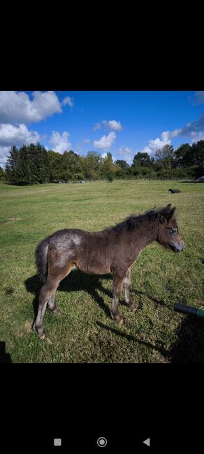 Dt Partbred Shetlandpony, Tiger Stuten, Maishi, Pferd kaufen, REHNA , Abbildung 5