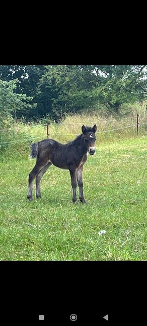 Dt Partbred Shetlandpony, Tiger Stuten, Maishi, Pferd kaufen, REHNA , Abbildung 6