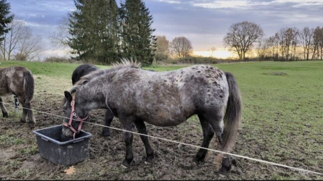 Dt Partbred Shetlandpony, Tiger Stuten, Maishi, Pferd kaufen, REHNA , Abbildung 7