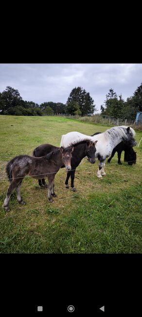 Dt Partbred Shetlandpony, Tiger Stuten, Maishi, Pferd kaufen, REHNA 