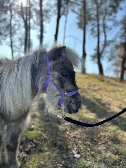 Dt. Partbred Shetty Wallach, Mini-Shetty, Shetty, Sarah Siebert, Pferd kaufen, Döllen