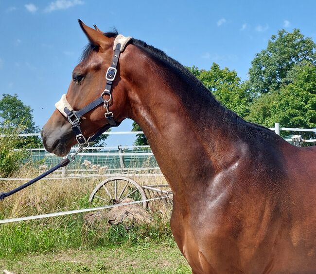Dt. Pferd - 2jähriger Junghengst - Zoomaton x Quarterback, Barbara Würtz, Pferd kaufen, Naila OT Culmitz, Abbildung 2