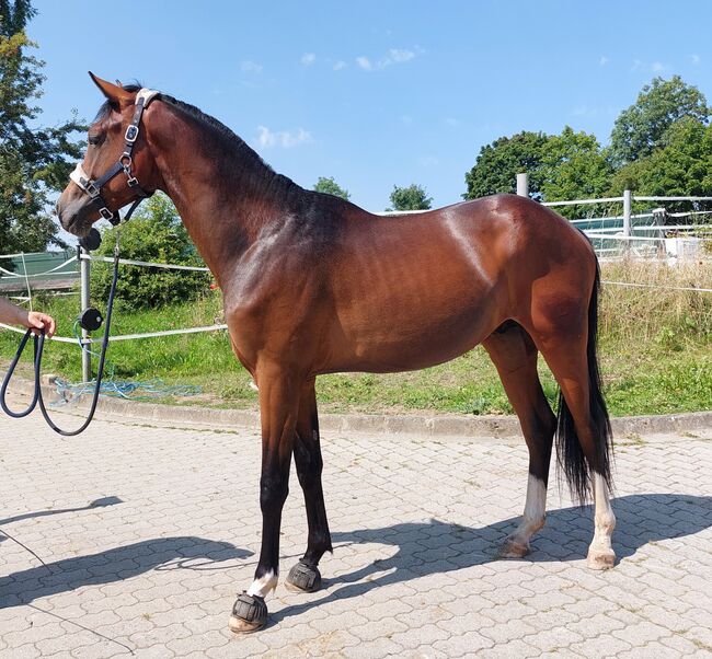 Dt. Pferd - 2jähriger Junghengst - Zoomaton x Quarterback, Barbara Würtz, Pferd kaufen, Naila OT Culmitz, Abbildung 8