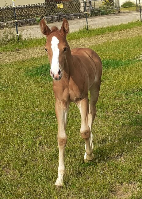 Doppelt Registriert Painthorse, Quarter Horse Hengst-Fohlen Reining,Ranchhorse, Silvi, Horses For Sale, Nördlingen , Image 13