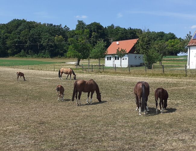Doppelt Registriert Painthorse, Quarter Horse Hengst-Fohlen Reining,Ranchhorse, Silvi, Horses For Sale, Nördlingen , Image 15