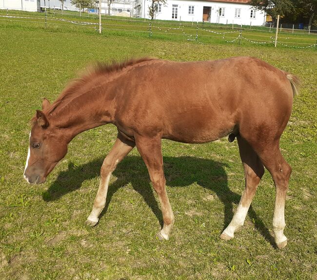 Doppelt Registriert Painthorse, Quarter Horse Hengst-Fohlen Reining,Ranchhorse, Silvi, Horses For Sale, Nördlingen , Image 5