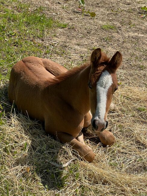 Doppelt registrierte Living Large Tochter, Kerstin Rehbehn (Pferdemarketing Ost), Horses For Sale, Nienburg, Image 2