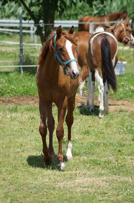 Doppelt registrierte Living Large Tochter, Kerstin Rehbehn (Pferdemarketing Ost), Horses For Sale, Nienburg, Image 4