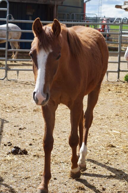 Doppelt registrierte Living Large Tochter, Kerstin Rehbehn (Pferdemarketing Ost), Horses For Sale, Nienburg, Image 8