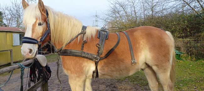 Zweispänner Geschirr von Ideal, Größe Cob, Ideal Zweispänner, Andrea Kannegießer , Horse Harness, Sankt Augustin , Image 5