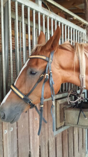 Kandare Pony, my Filou, Nane, Bridles & Headstalls, Eydelstedt, Image 2