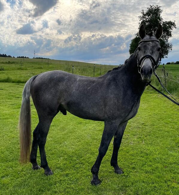 Doppelt Veranlagter Reitponywallach, Laura Rögner, Horses For Sale, Ansfelden, Image 2