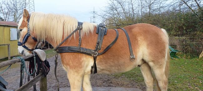 Zweispänner Geschirr von Ideal, Größe Cob, Ideal Zweispänner, Andrea Kannegießer , Horse Harness, Sankt Augustin 