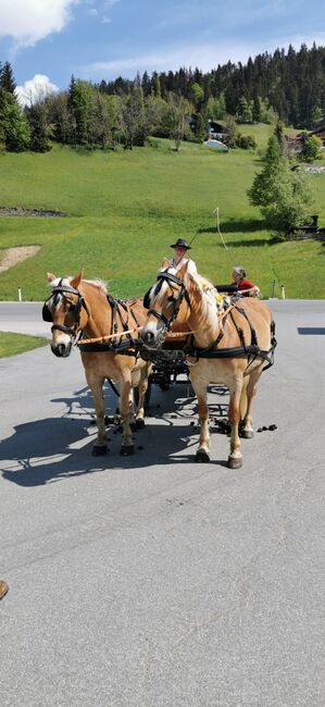 Doppelspännergeschirr zu verkaufen, Lessing, Schönwiese Christina , Horse Harness, St. Lorenzen im Lesachtal 