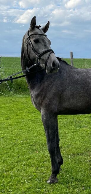 Doppelt Veranlagter Reitponywallach, Laura Rögner, Horses For Sale, Ansfelden, Image 3