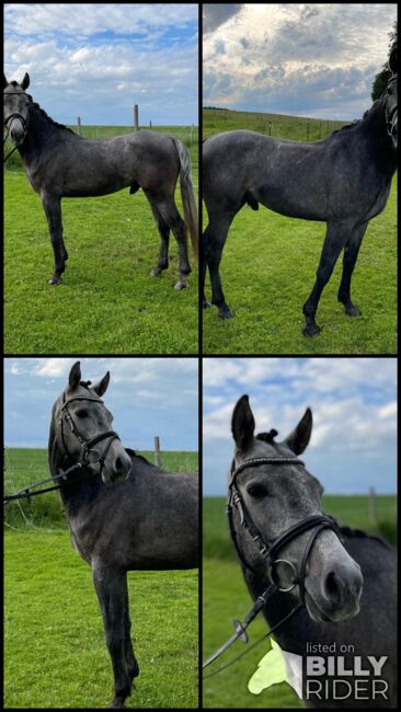 Doppelt Veranlagter Reitponywallach, Laura Rögner, Horses For Sale, Ansfelden, Image 5