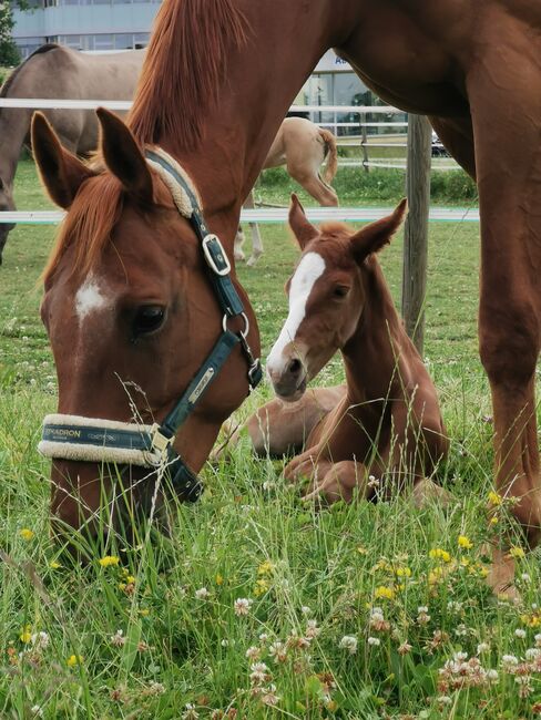 Doppelveranlagte Zuchtstute, Beistellpferd, Stute, Bianca, Horses For Sale, Eberdingen, Image 11