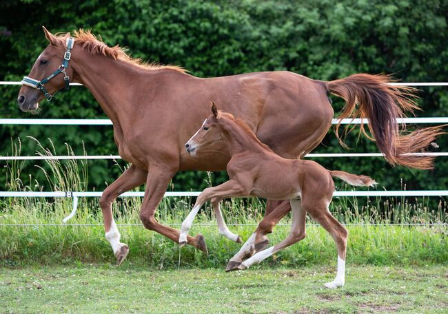 Doppelveranlagte Zuchtstute, Beistellpferd, Stute, Bianca, Horses For Sale, Eberdingen, Image 13