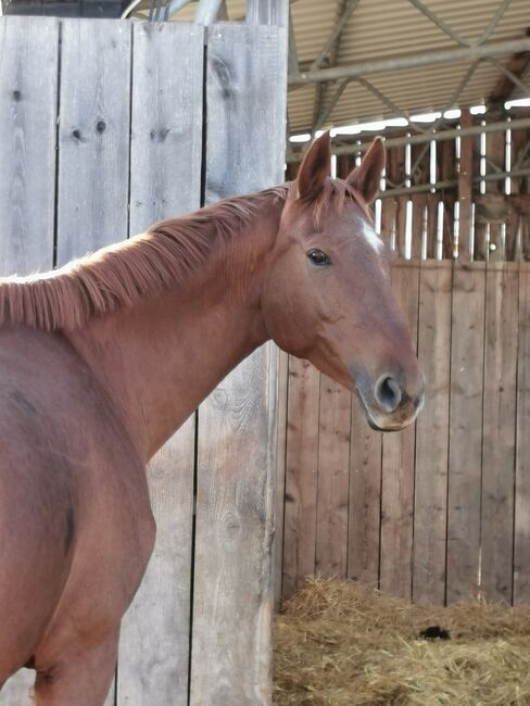 Doppelveranlagte Zuchtstute, Beistellpferd, Stute, Bianca, Horses For Sale, Eberdingen, Image 12