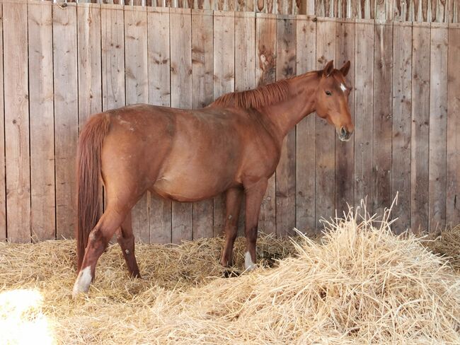 Doppelveranlagte Zuchtstute, Beistellpferd, Stute, Bianca, Horses For Sale, Eberdingen, Image 7