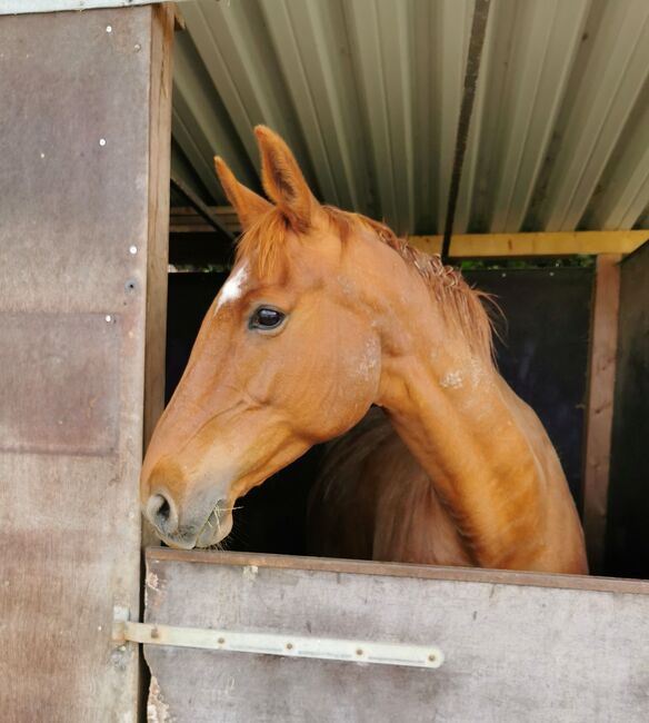 Doppelveranlagte Zuchtstute, Beistellpferd, Stute, Bianca, Horses For Sale, Eberdingen, Image 6