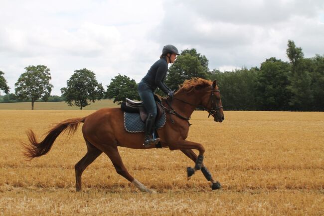 Doppelveranlagte, unerschrockene Stute für Sport & Freizeit, Pferdezucht PD, Horses For Sale, Hombrechtikon