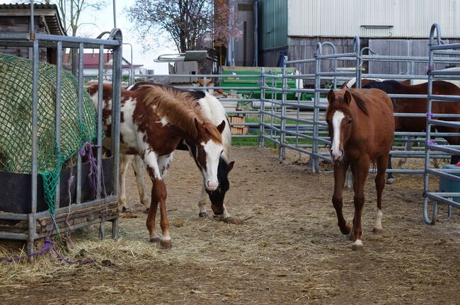 Doppelt registrierte Living Large Tochter, Kerstin Rehbehn (Pferdemarketing Ost), Horses For Sale, Nienburg, Image 10