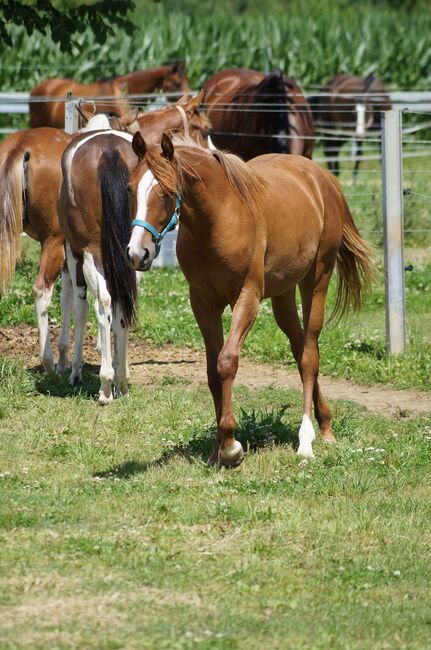 Doppelt registrierte Living Large Tochter, Kerstin Rehbehn (Pferdemarketing Ost), Horses For Sale, Nienburg, Image 5