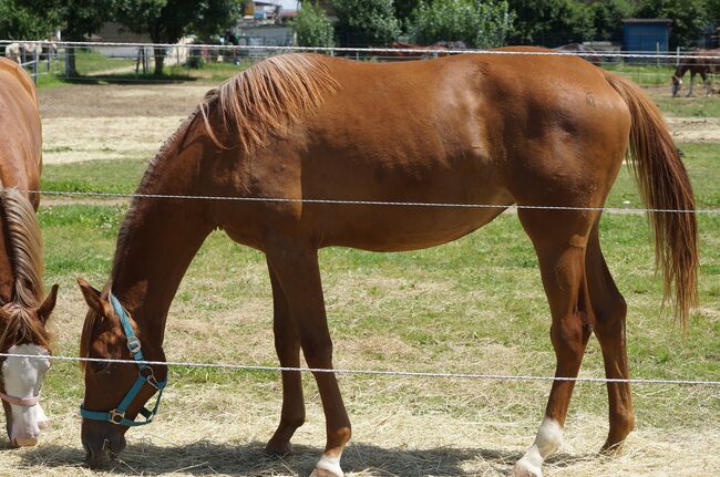 Doppelt registrierte Living Large Tochter, Kerstin Rehbehn (Pferdemarketing Ost), Horses For Sale, Nienburg, Image 7