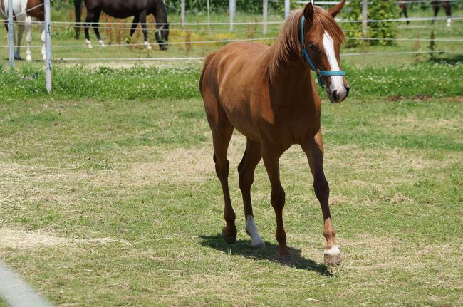 Doppelt registrierte Living Large Tochter, Kerstin Rehbehn (Pferdemarketing Ost), Horses For Sale, Nienburg, Image 3