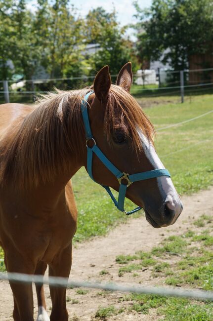 Doppelt registrierte Living Large Tochter, Kerstin Rehbehn (Pferdemarketing Ost), Horses For Sale, Nienburg, Image 6