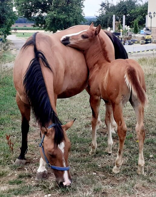 Doppelt Registriert Painthorse, Quarter Horse Hengst-Fohlen Reining,Ranchhorse, Silvi, Horses For Sale, Nördlingen , Image 12