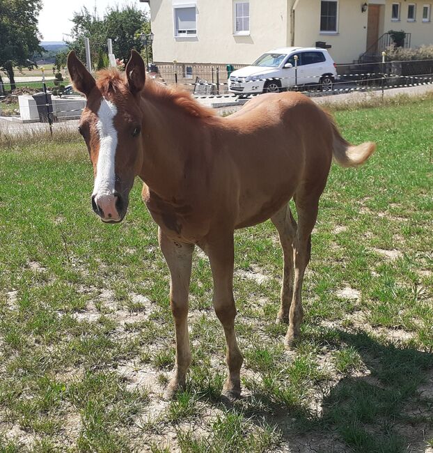 Doppelt Registriert Painthorse, Quarter Horse Hengst-Fohlen Reining,Ranchhorse, Silvi, Horses For Sale, Nördlingen , Image 14