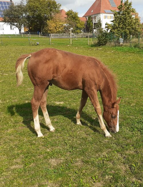 Doppelt Registriert Painthorse, Quarter Horse Hengst-Fohlen Reining,Ranchhorse, Silvi, Horses For Sale, Nördlingen , Image 2