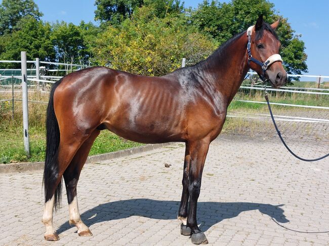 Dt. Pferd - 2jähriger Junghengst - Zoomaton x Quarterback, Barbara Würtz, Horses For Sale, Naila OT Culmitz, Image 4