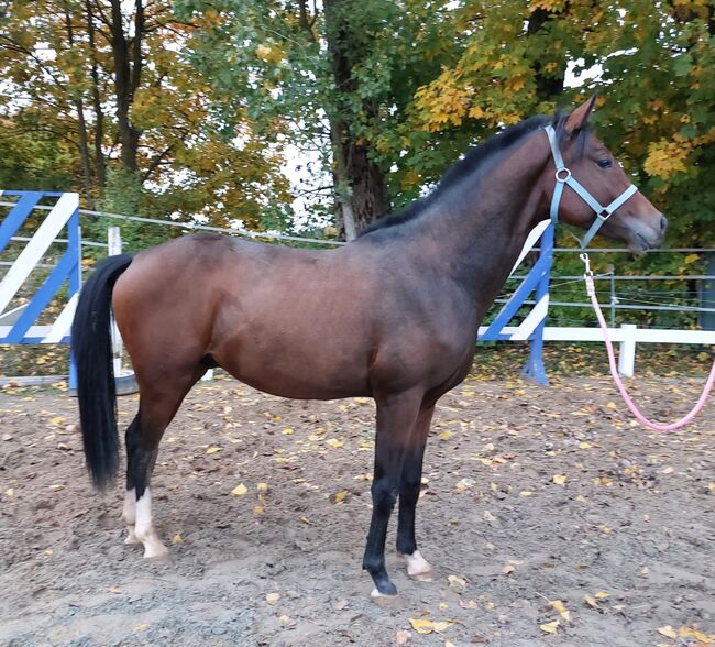 Dt. Pferd - 2jähriger Junghengst - Zoomaton x Quarterback, Barbara Würtz, Horses For Sale, Naila OT Culmitz, Image 5