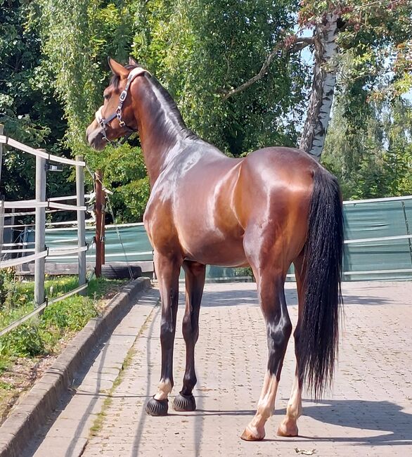 Dt. Pferd - 2jähriger Junghengst - Zoomaton x Quarterback, Barbara Würtz, Horses For Sale, Naila OT Culmitz, Image 7