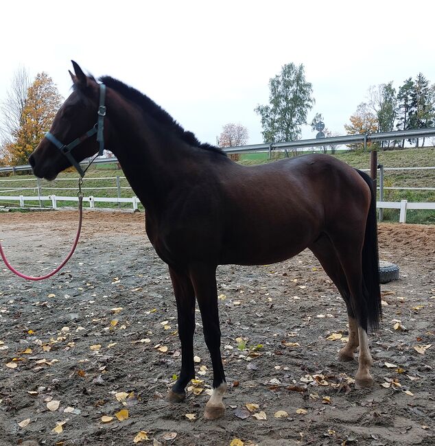 Dt. Pferd - 2jähriger Junghengst - Zoomaton x Quarterback, Barbara Würtz, Horses For Sale, Naila OT Culmitz, Image 9