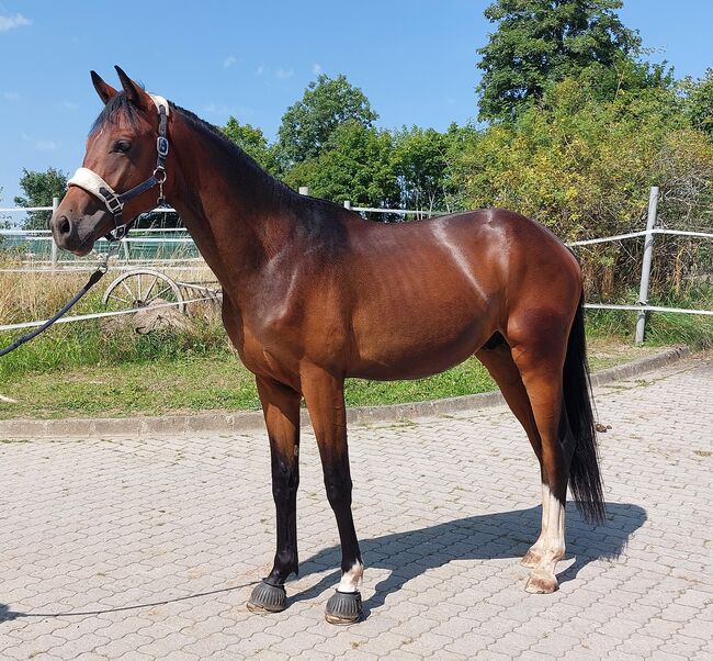 Dt. Pferd - 2jähriger Junghengst - Zoomaton x Quarterback, Barbara Würtz, Horses For Sale, Naila OT Culmitz, Image 10